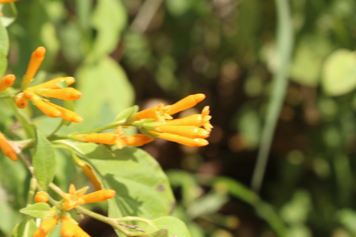 Cestrum aurantiacum Lindl.